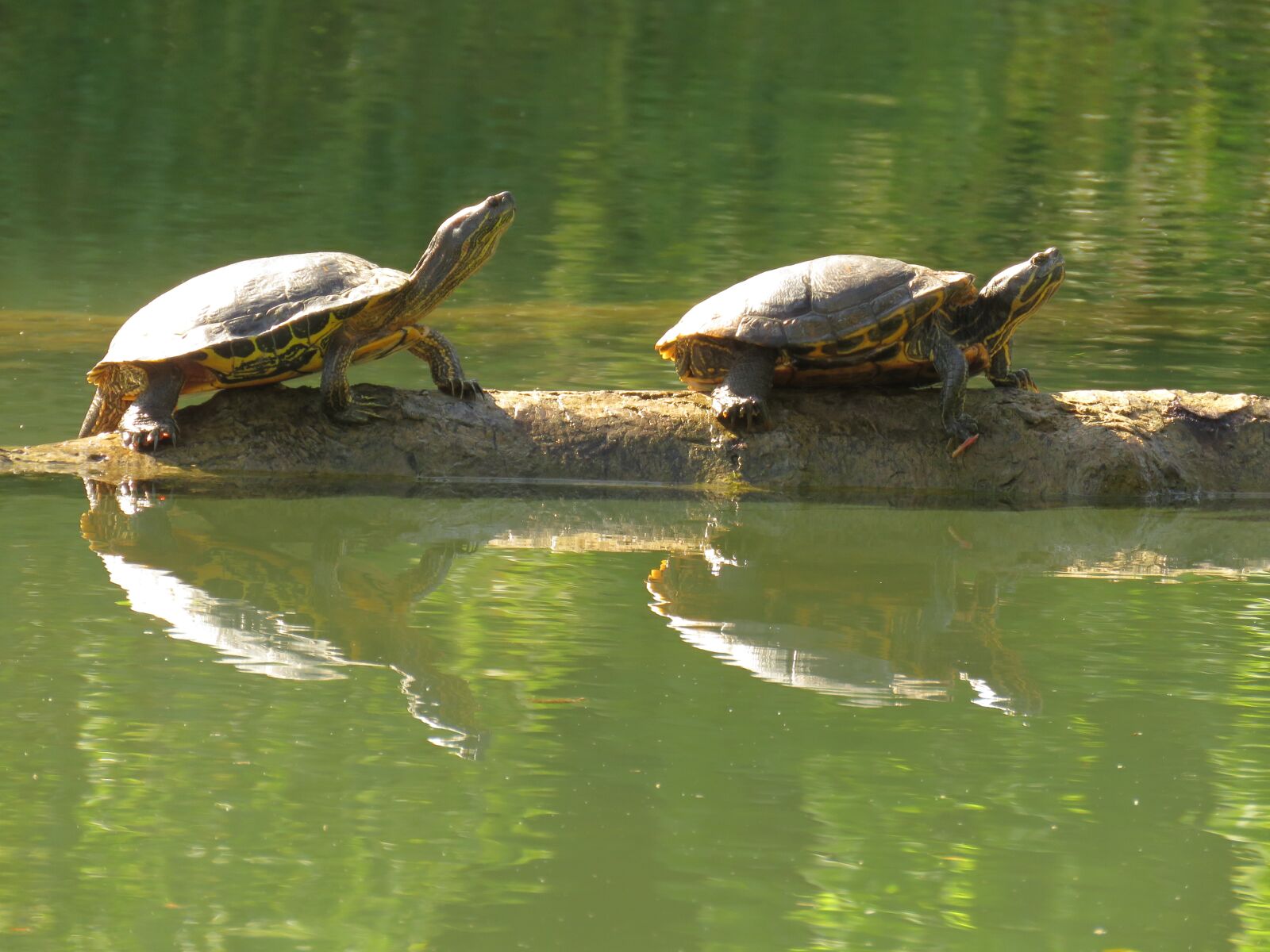 Canon PowerShot SX60 HS sample photo. Animals, turtle, water photography