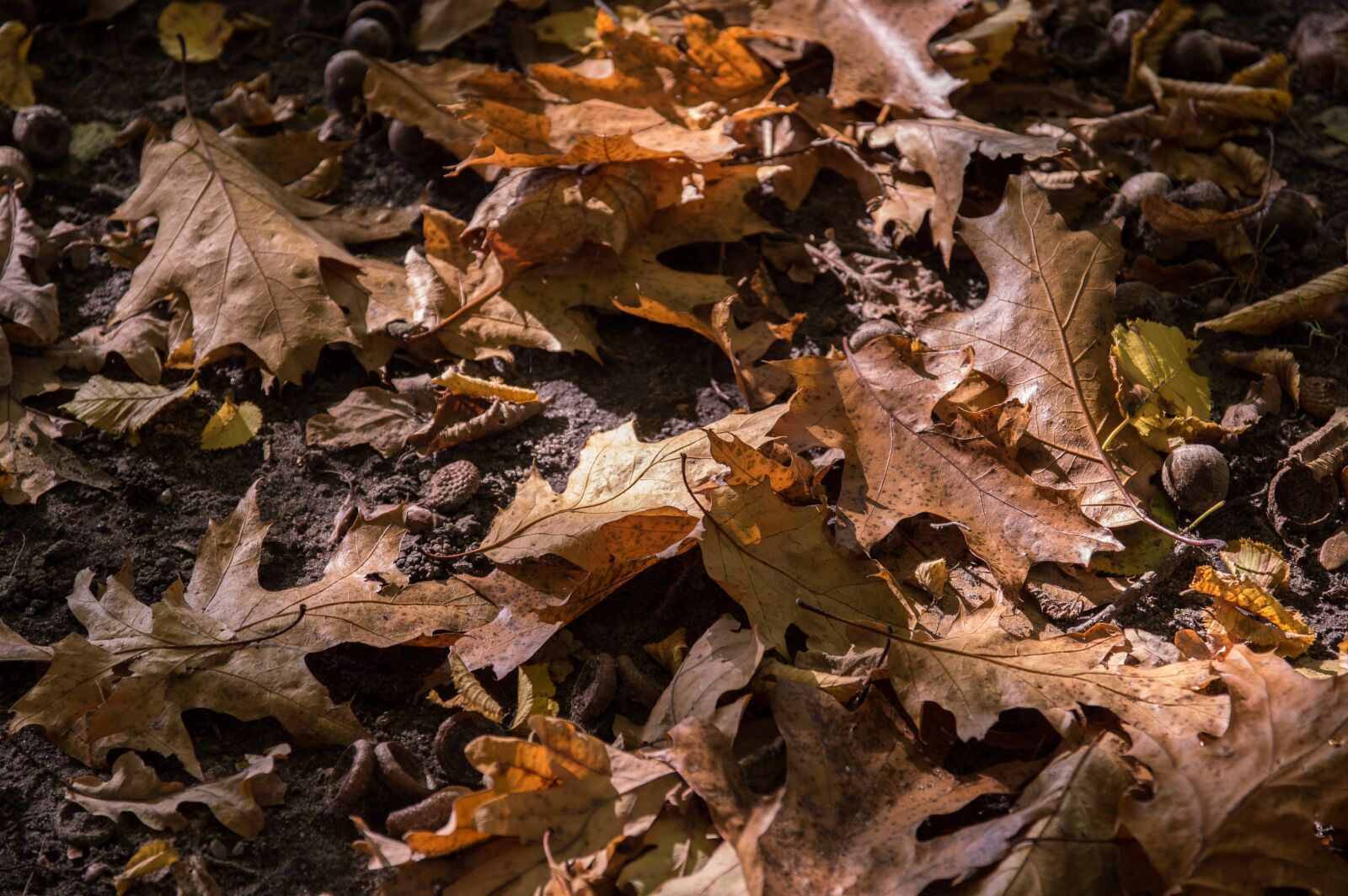 Pentax K-3 sample photo. Leaves, autumn, nature photography
