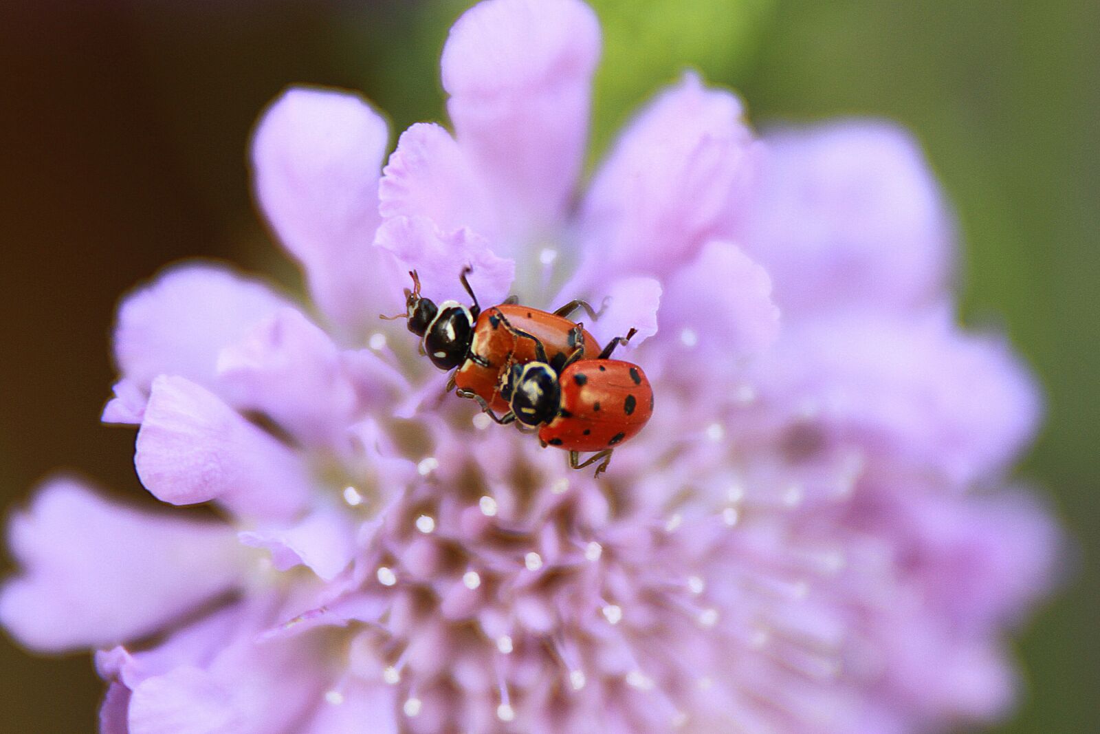 Canon EOS 7D sample photo. Ladybugs mating, purple flower photography