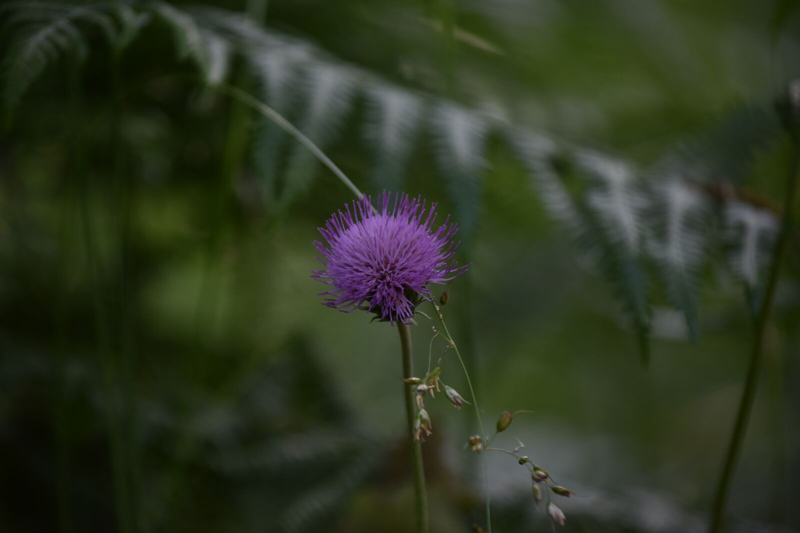 Nikon D3400 sample photo. Flower, wild, nature photography