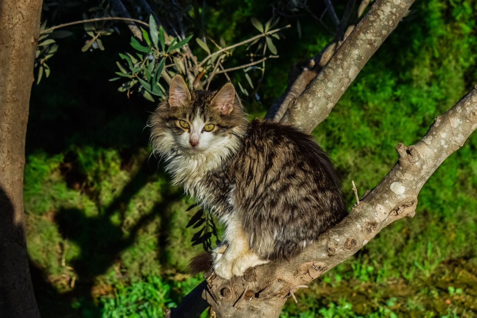 Nikon D3300 sample photo. Cat, stray, tree photography