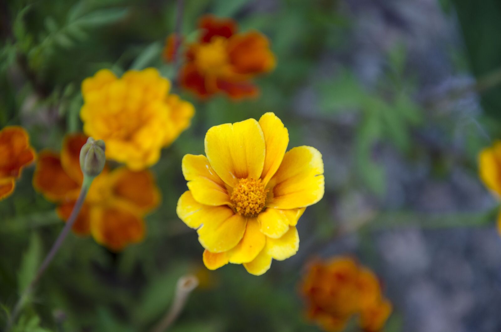 Nikon D7000 sample photo. Sulfur cosmos, flower, summer photography