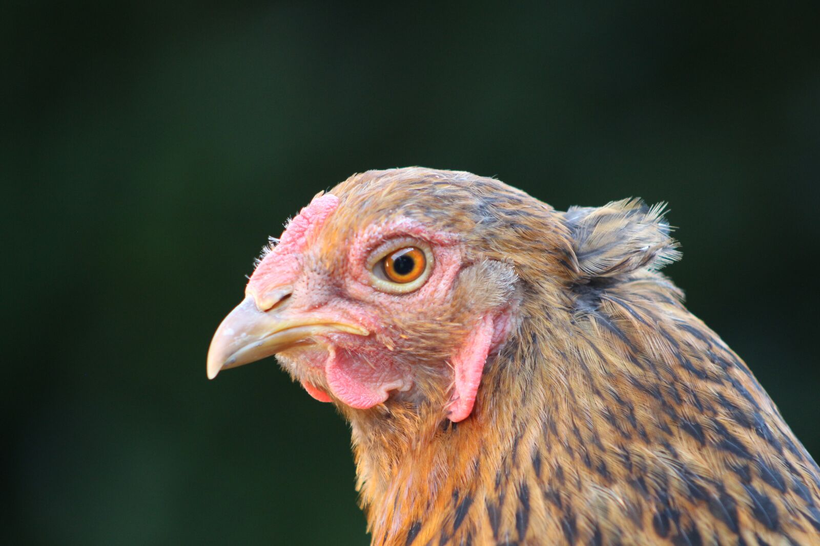 Canon EOS 700D (EOS Rebel T5i / EOS Kiss X7i) sample photo. Chicken, hen, poultry photography