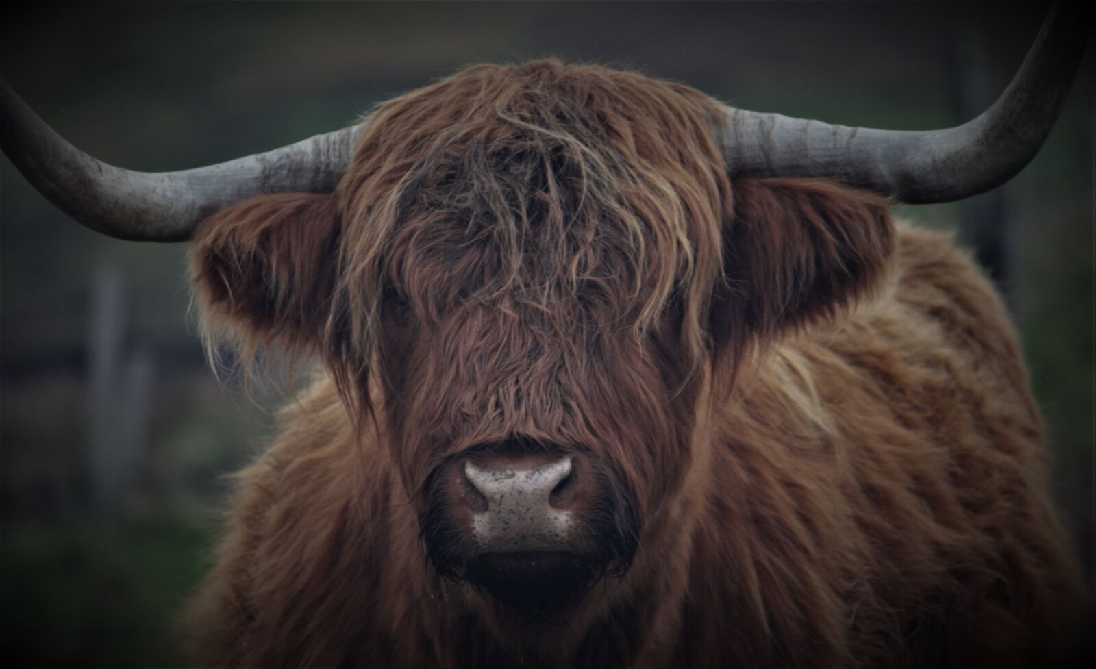 Canon EOS 450D (EOS Rebel XSi / EOS Kiss X2) sample photo. Highland cattle, cow, scotland photography