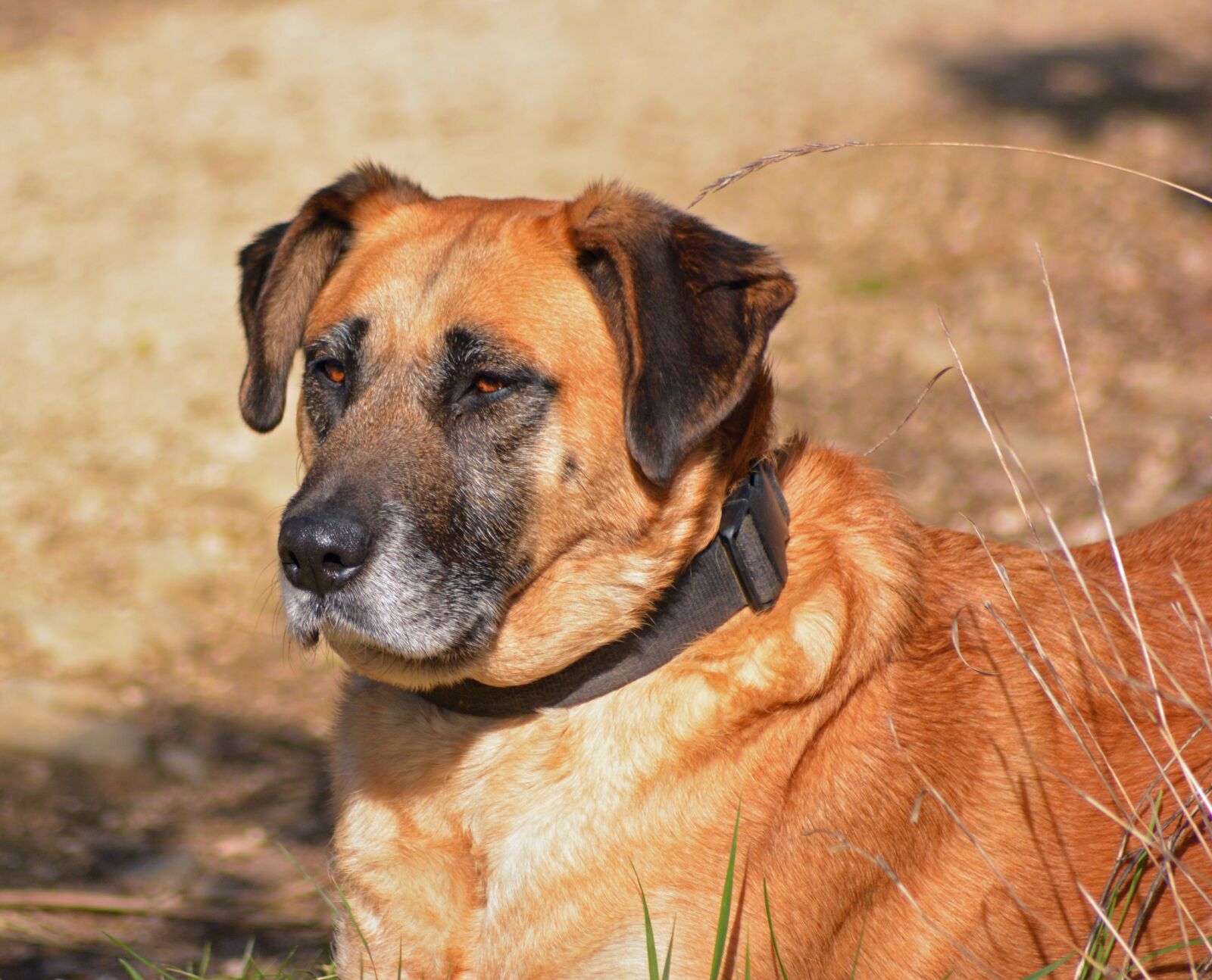 Nikon D5200 sample photo. Dog, animal, domestic animal photography