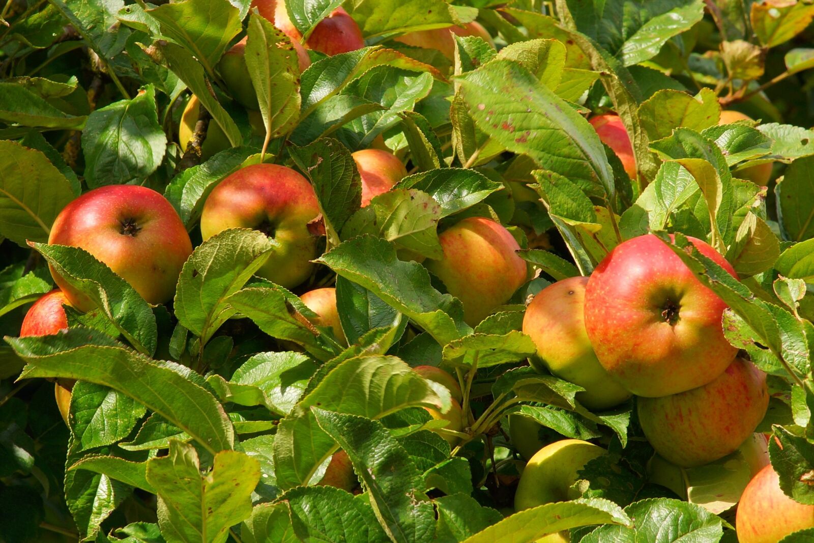 Sony a99 II sample photo. Apple tree, apple, fruit photography