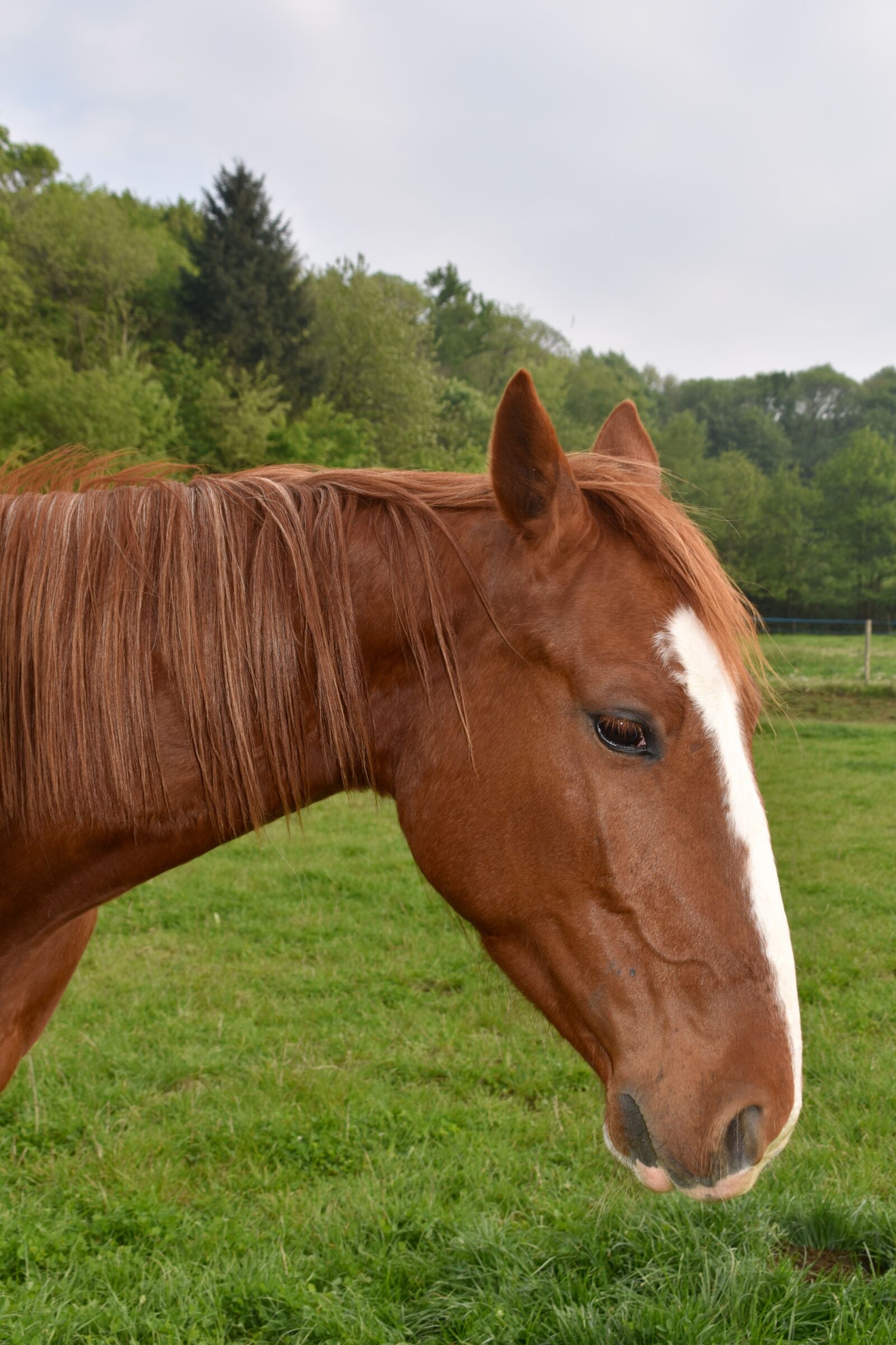 Nikon D5600 sample photo. Horse, young horse, horse photography