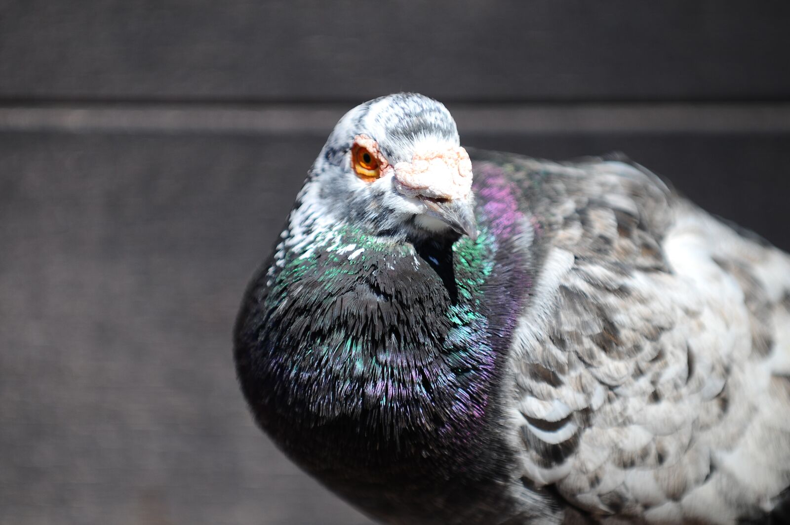 Nikon D300 sample photo. Pigeon, bird, animal photography