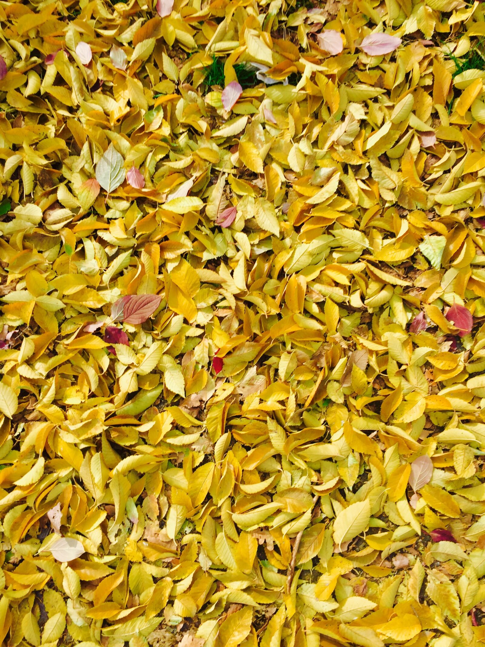 Apple iPhone 6 sample photo. Autumn, leaves, background photography