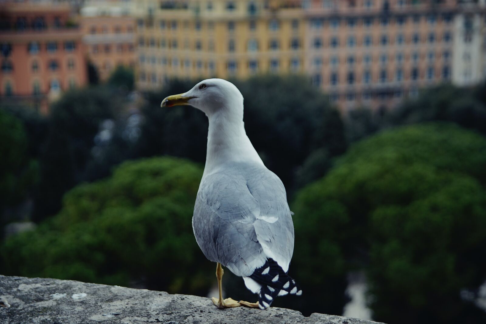 Nikon D610 sample photo. Seagull, bird, animal photography
