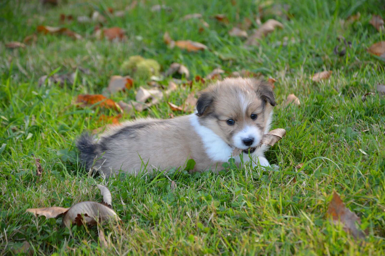 Nikon D5200 sample photo. Dog, puppy, pup photography