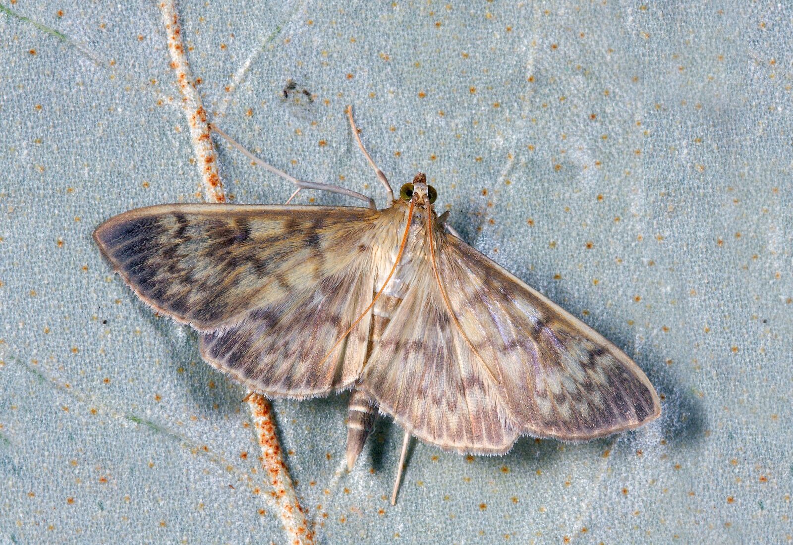 Canon EOS 400D (EOS Digital Rebel XTi / EOS Kiss Digital X) sample photo. Moth, macro, insect photography