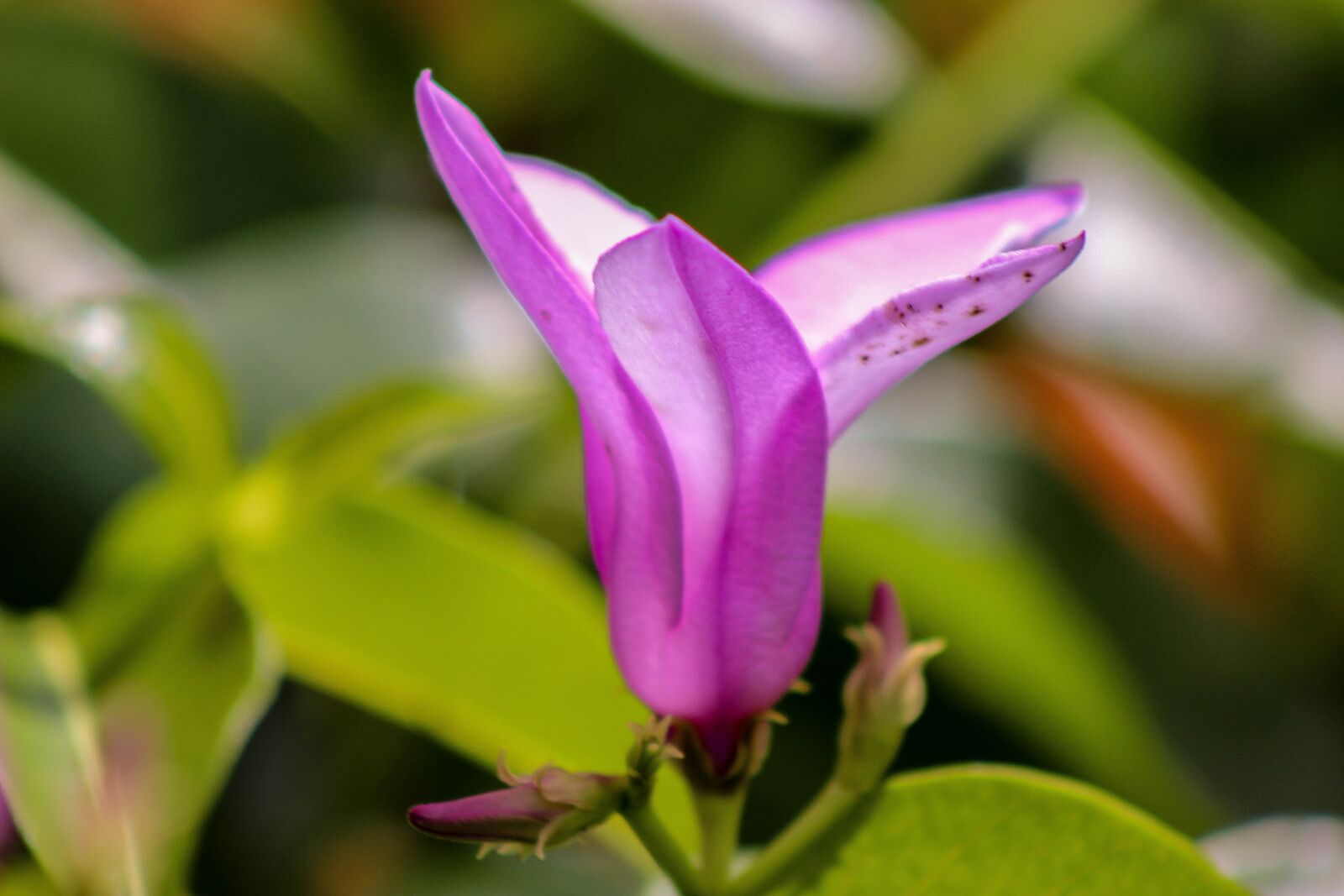Canon EOS 600D (Rebel EOS T3i / EOS Kiss X5) sample photo. Flower, single flower, love photography