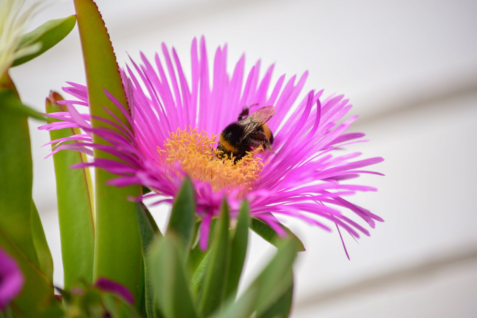 Nikon D3300 sample photo. Flower, insect, beetle photography