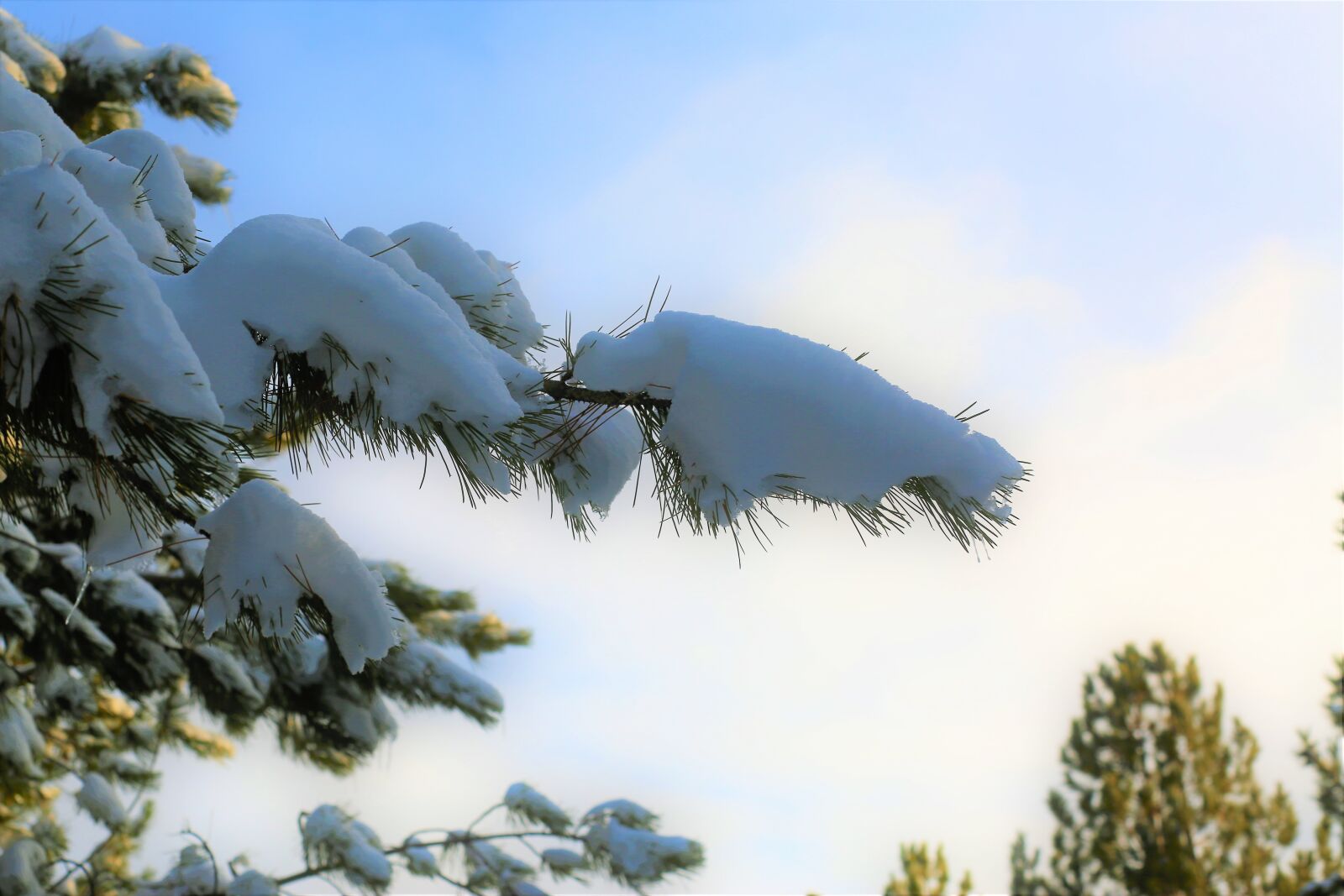 Canon EF 70-300mm F4-5.6L IS USM sample photo. Snow, winter, cold photography