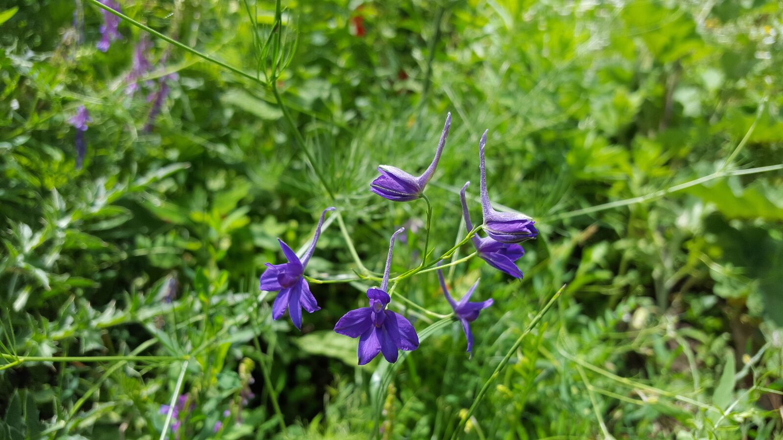 Samsung Galaxy S6 sample photo. Consolida regalis, delphinium, forking photography