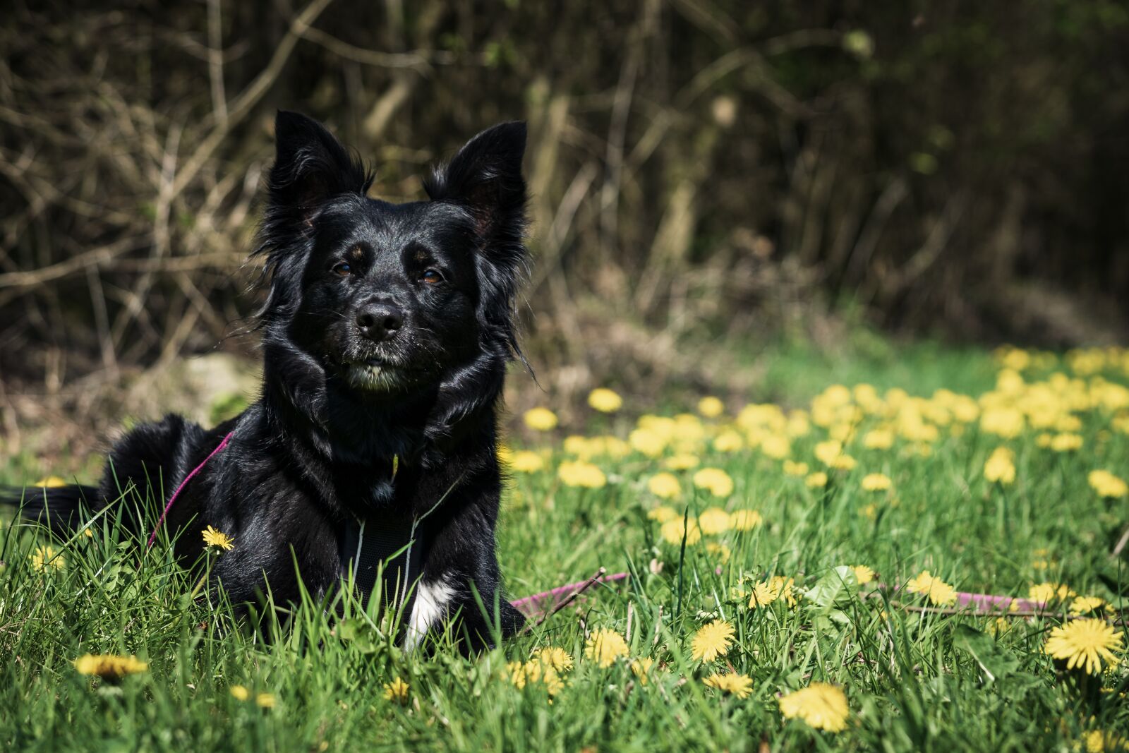 Nikon D5300 sample photo. Dog, meadow, animal photography
