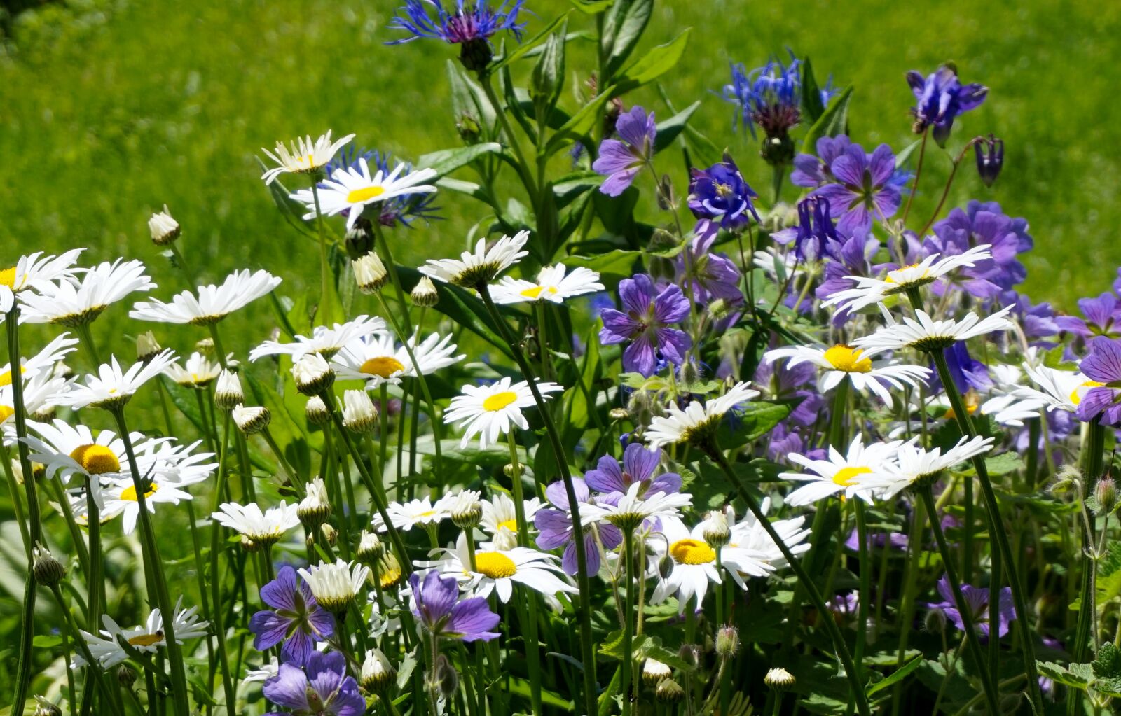 Sony Alpha a5000 (ILCE 5000) sample photo. Flower meadow, bloom, spring photography