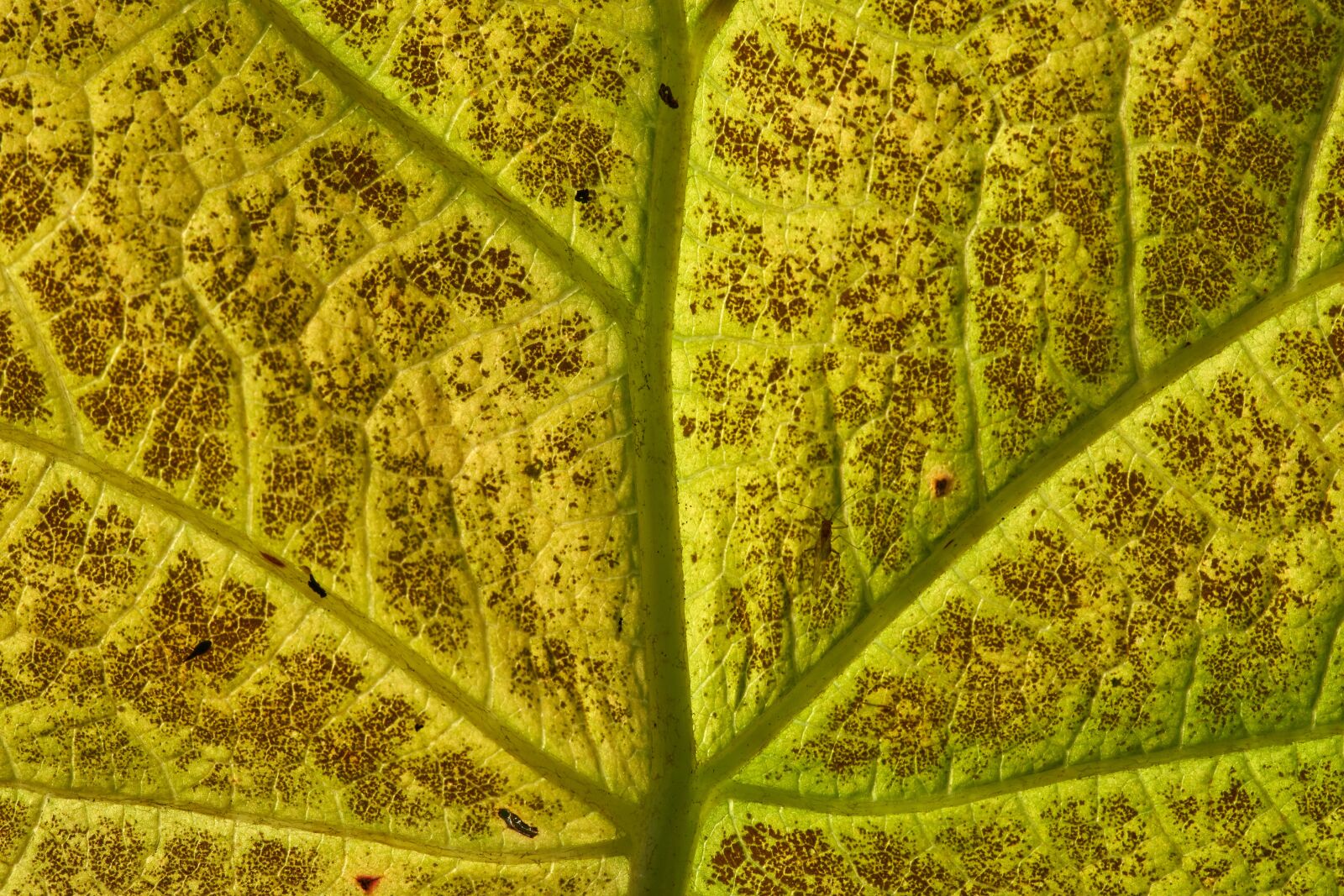 Sony a7 II + Sony FE 90mm F2.8 Macro G OSS sample photo. Leaf, structure, texture photography