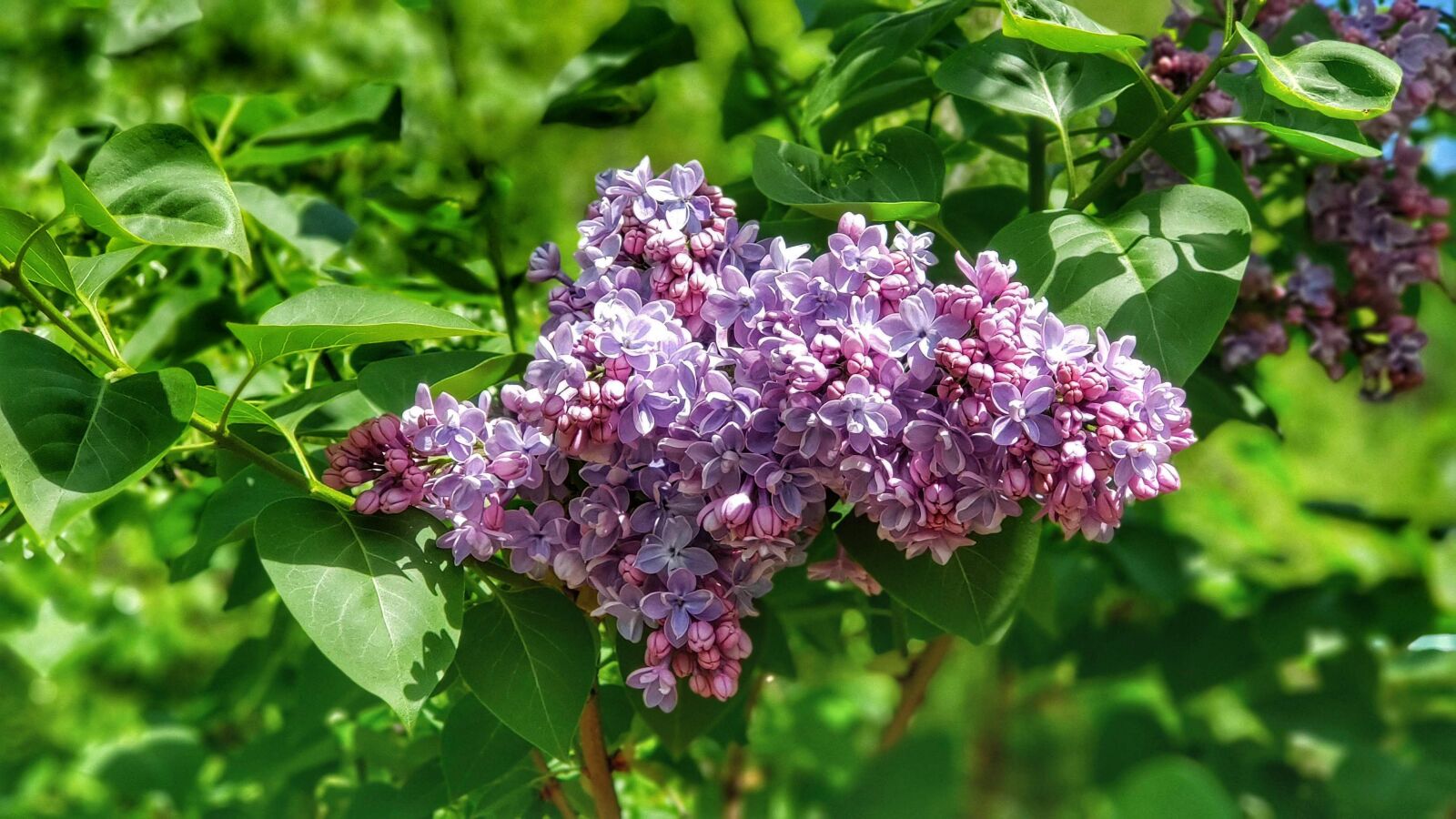 Samsung Galaxy Note9 sample photo. Lilac, flower, spring photography