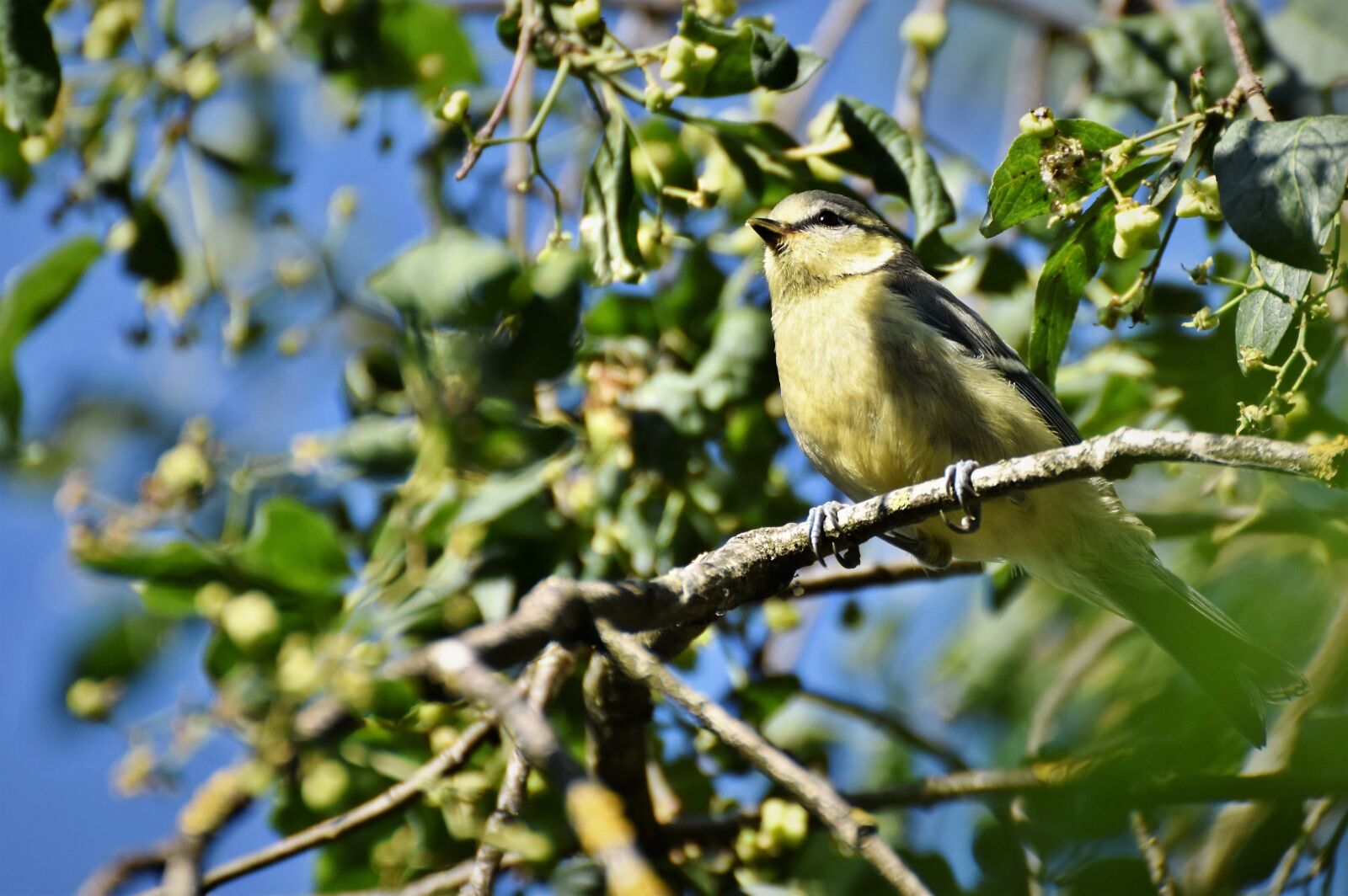 Nikon D7200 sample photo. Tit, songbird, bird photography