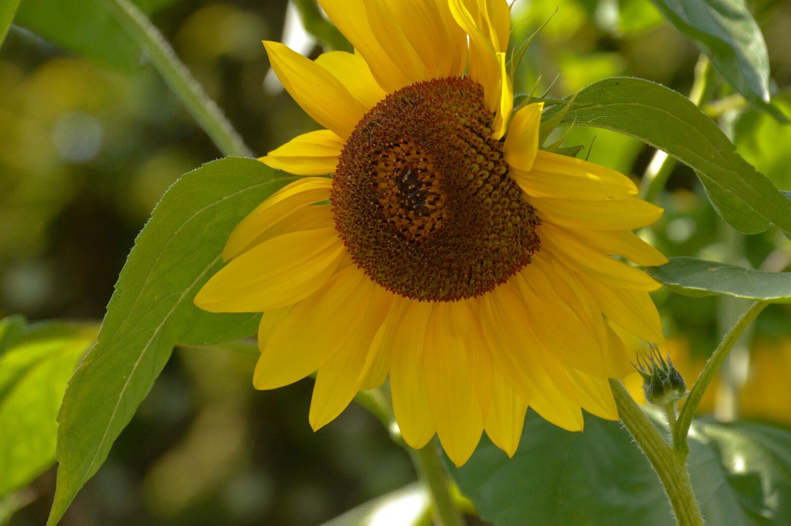 Nikon D3200 sample photo. Nature, flower, blossom photography
