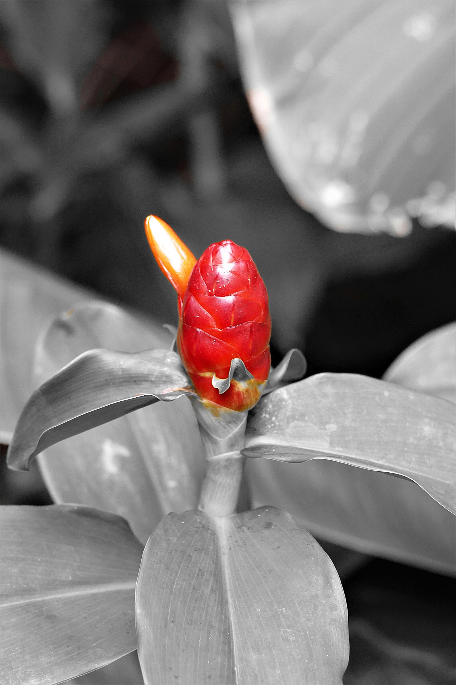 Panasonic Lumix DMC-FZ1000 sample photo. Ginger plant, s w photography