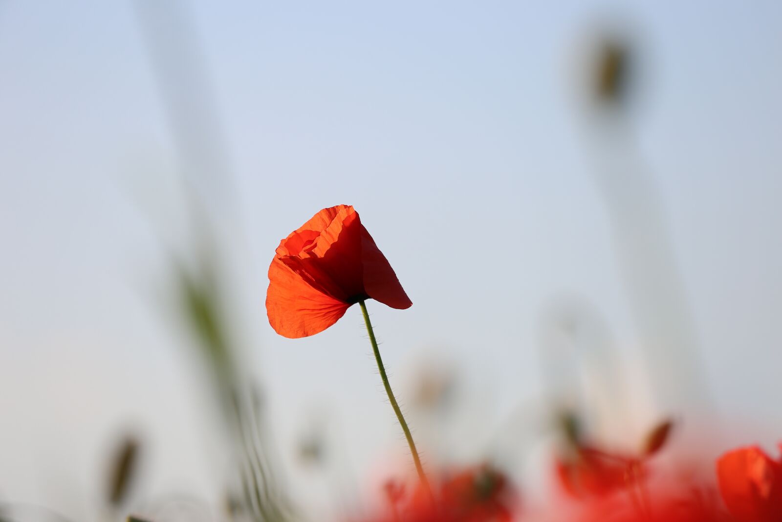 Canon EF 70-300 F4-5.6 IS II USM sample photo. Red poppy, evening, bloom photography