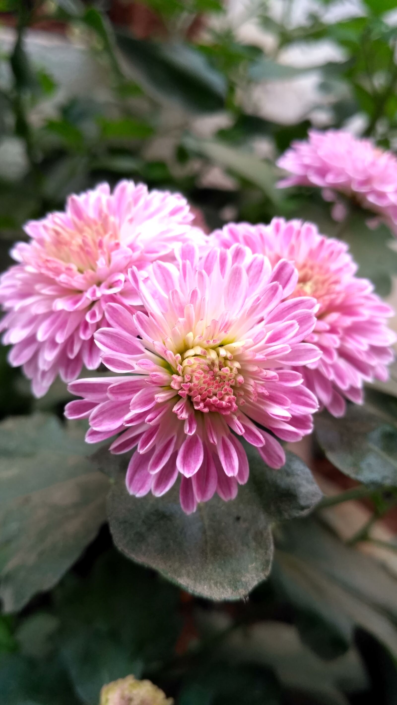 Xiaomi Redmi 3S sample photo. Flower, flora, nature photography