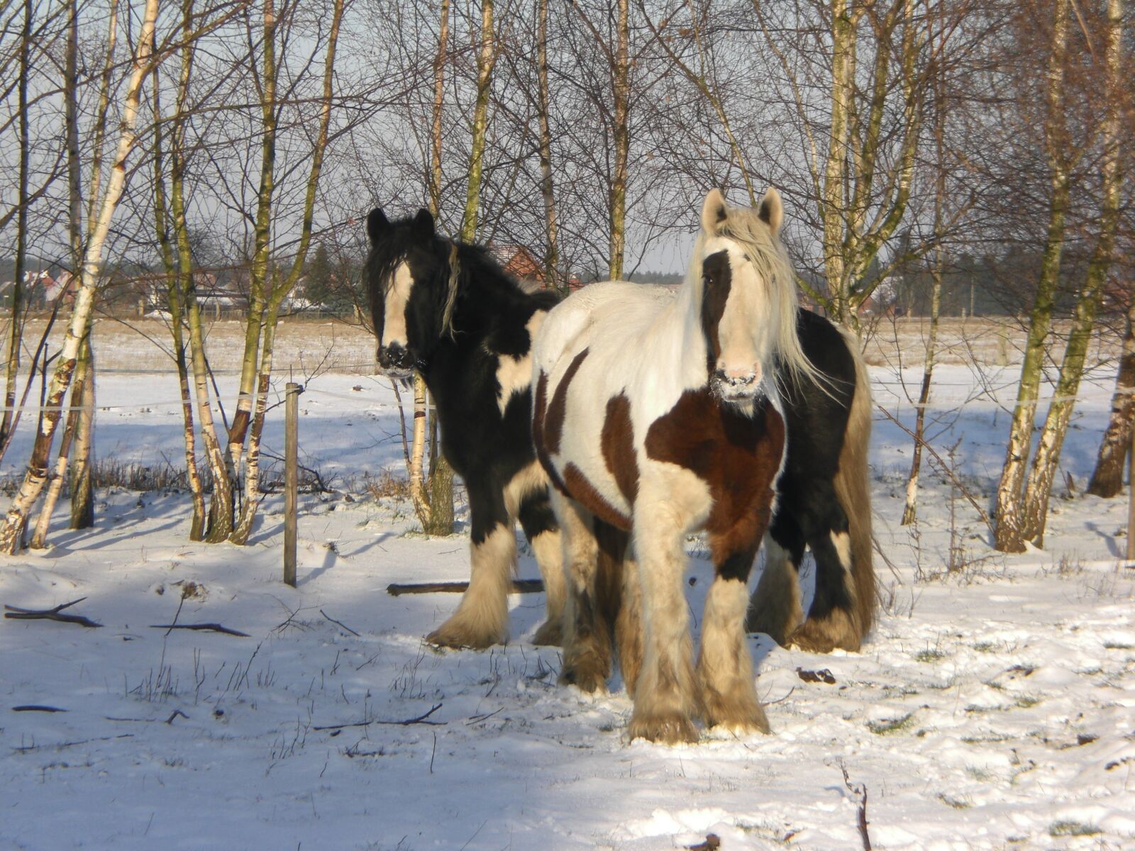 CASIO EX-Z77 sample photo. Tinker, horses, snow photography