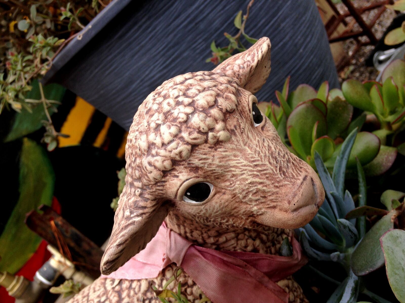 iPhone 5c back camera 4.12mm f/2.4 sample photo. Animal, eyes, face, ornament photography