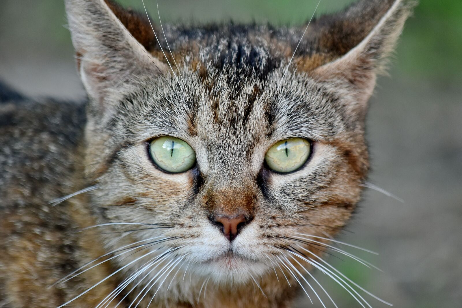 Nikon D5500 sample photo. Adorable, portrait, cat, eye photography
