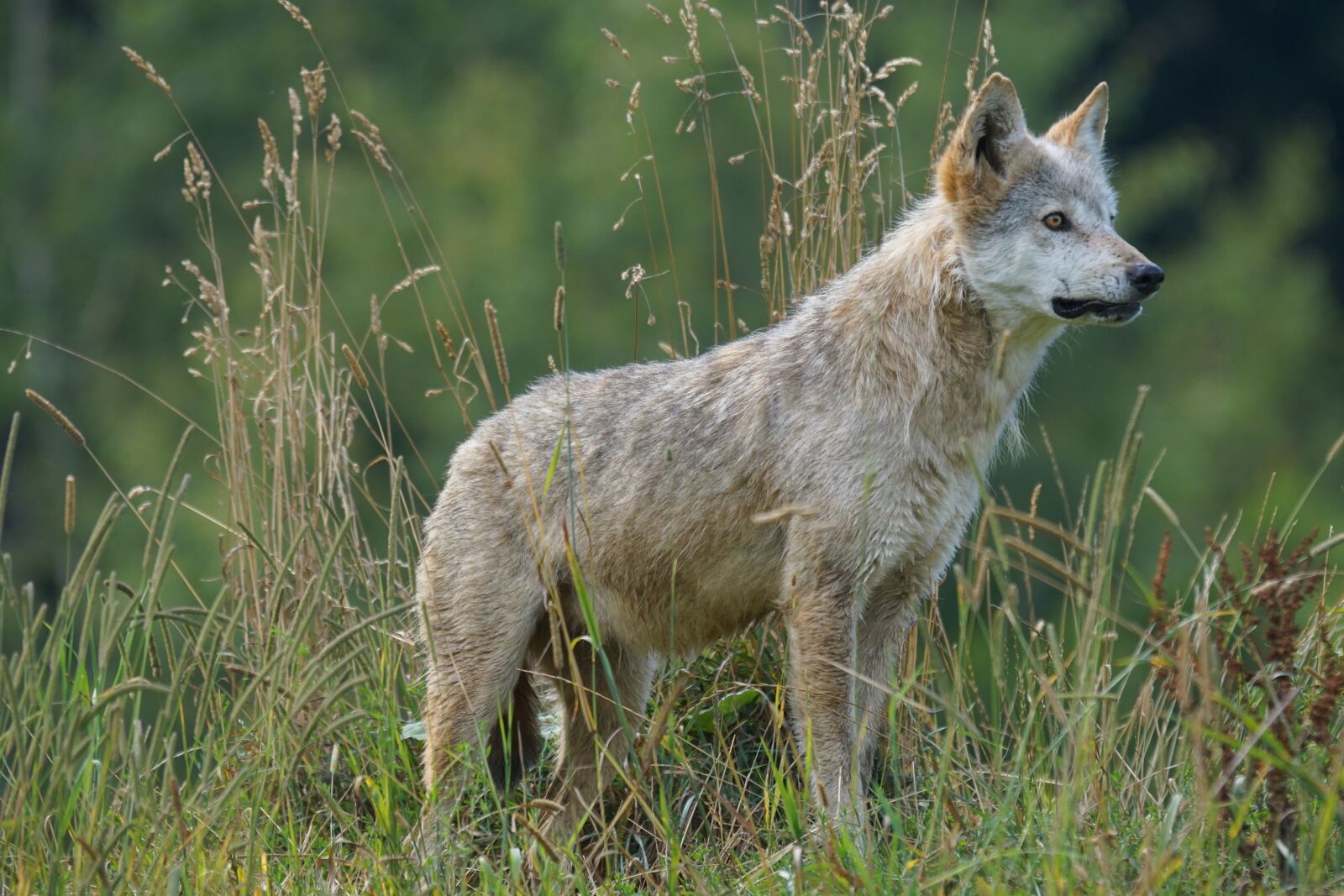 Sony 70-400mm F4-5.6 G SSM sample photo. Wolf, predator, carnivores photography