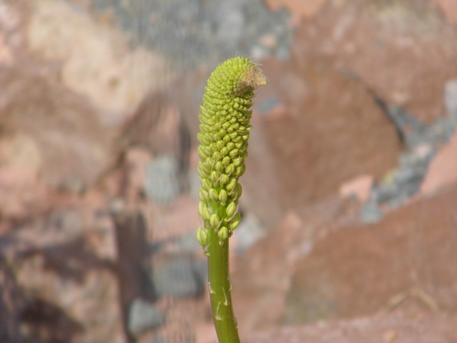 Benq GH600 sample photo. Flower, spring, garden photography