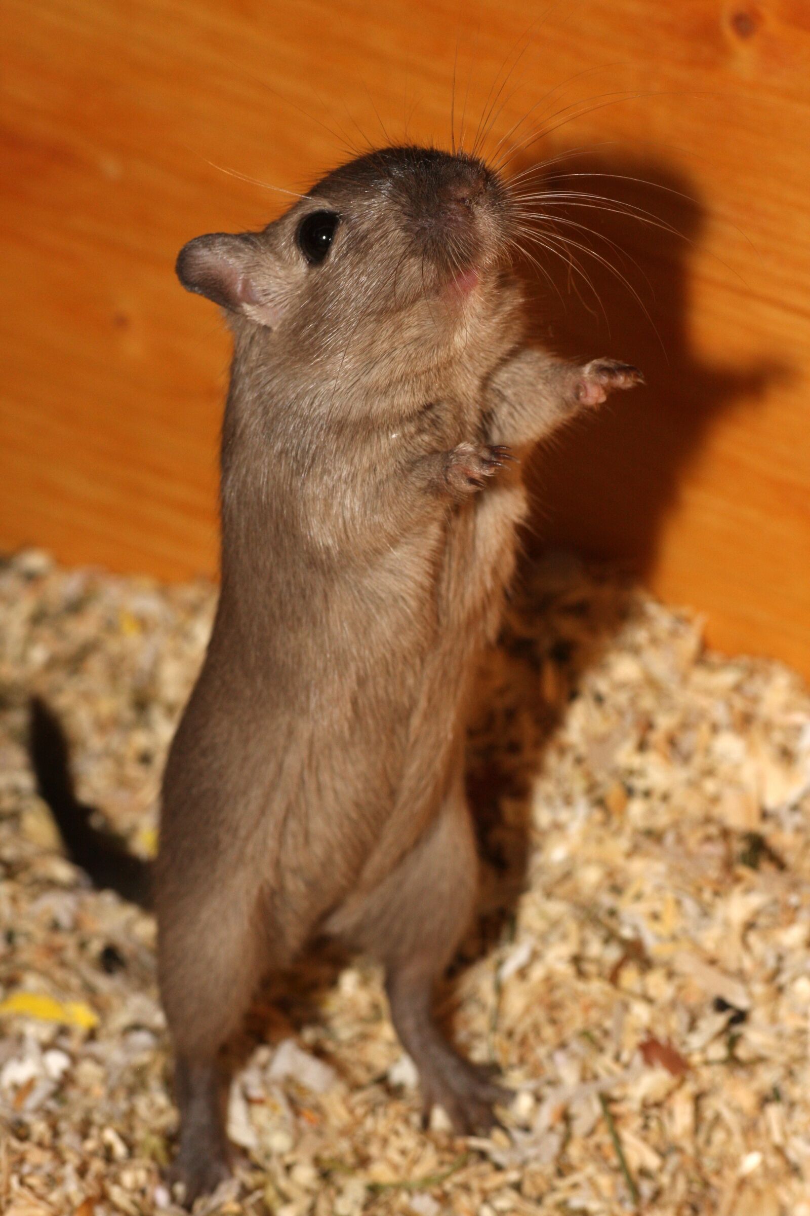 Canon EOS 40D sample photo. Hamster, mouse, pet photography