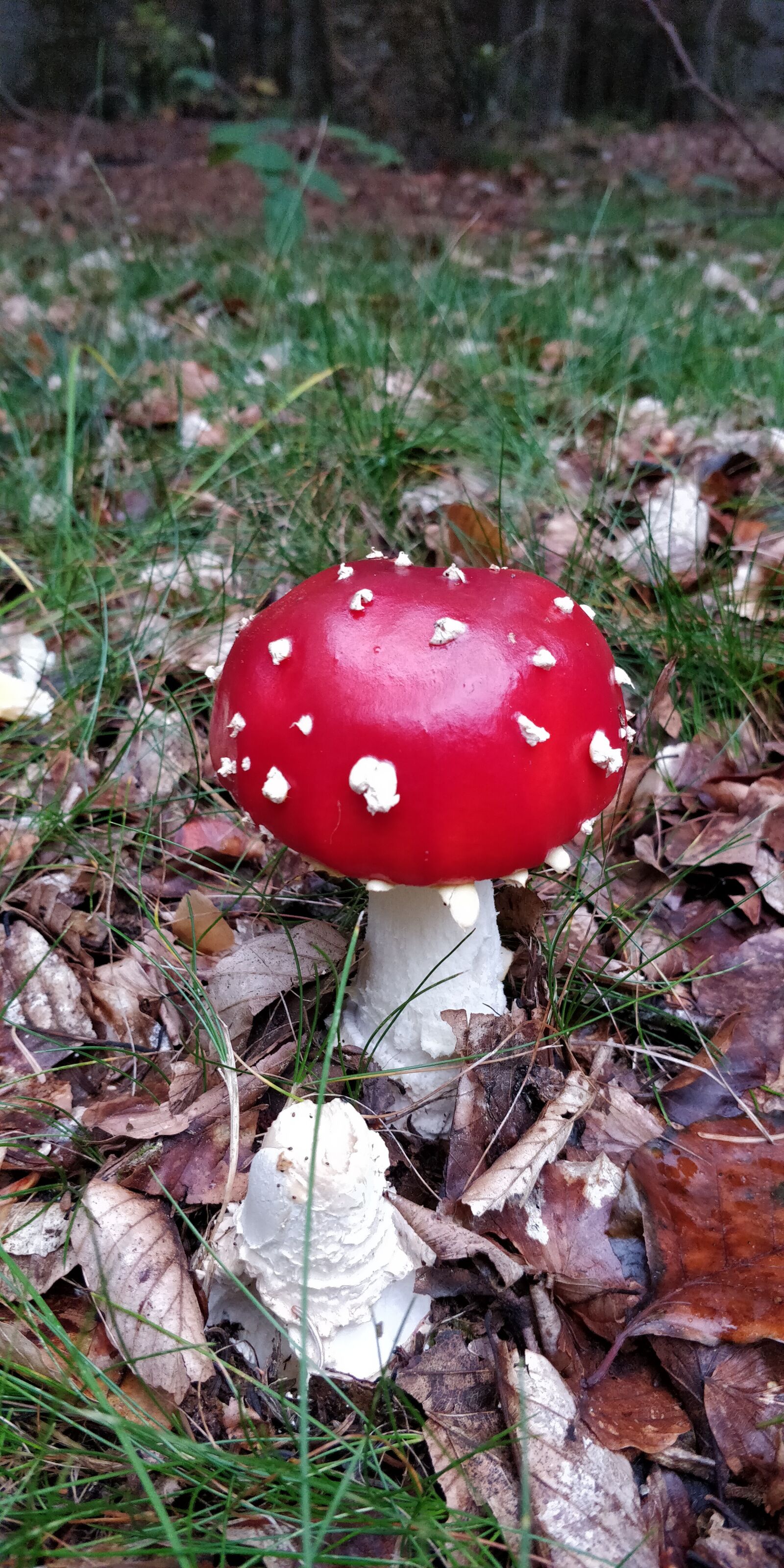 OnePlus 5T sample photo. Toadstool, sponge, toxic photography