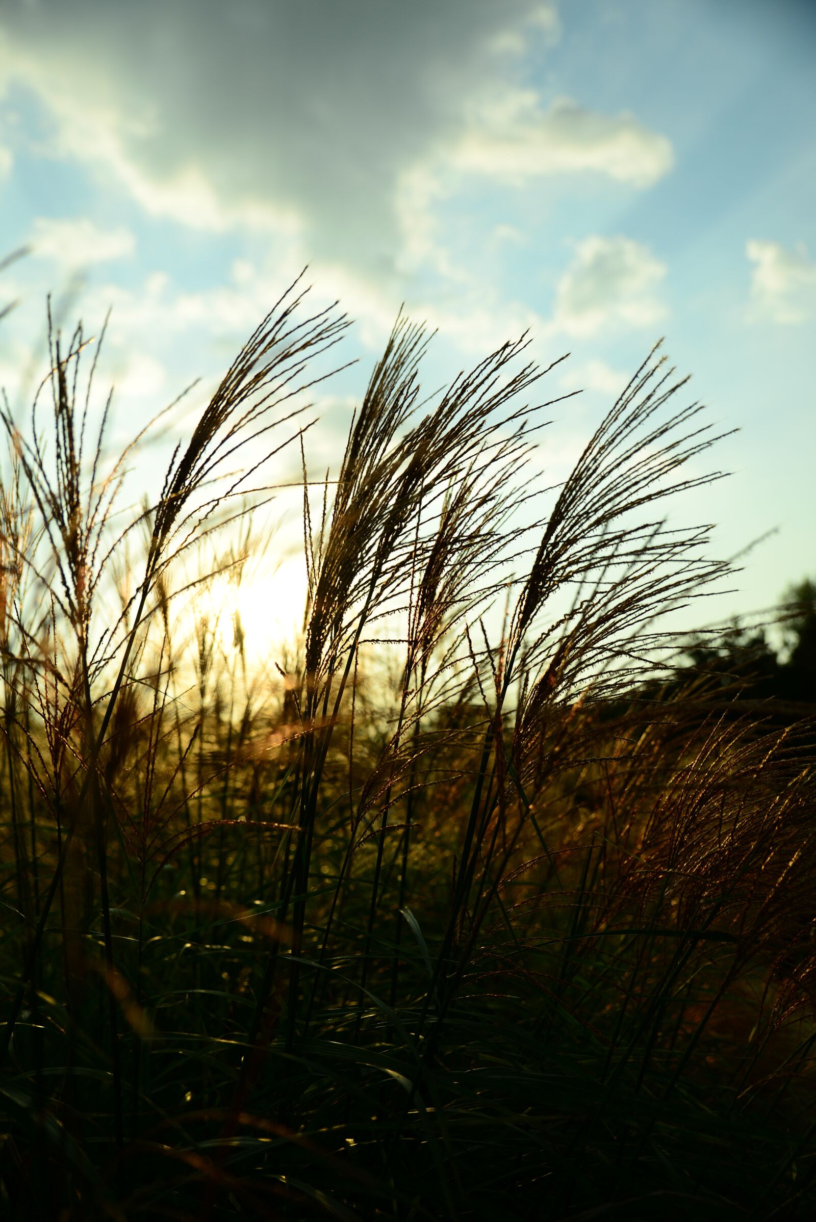 Nikon D800 sample photo. Reed, glow, sky photography