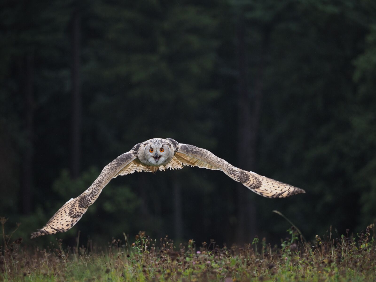Olympus OM-D E-M1 Mark II + Olympus M.Zuiko Digital ED 40-150mm F2.8 Pro sample photo. Bird, animal, owl photography