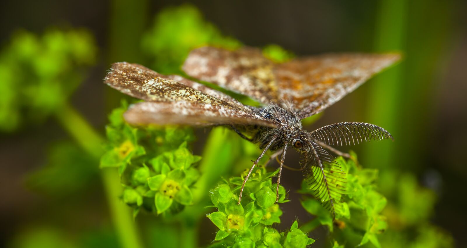 Canon MP-E 65mm F2.5 1-5x Macro Photo sample photo. Nature, insect, outdoors photography