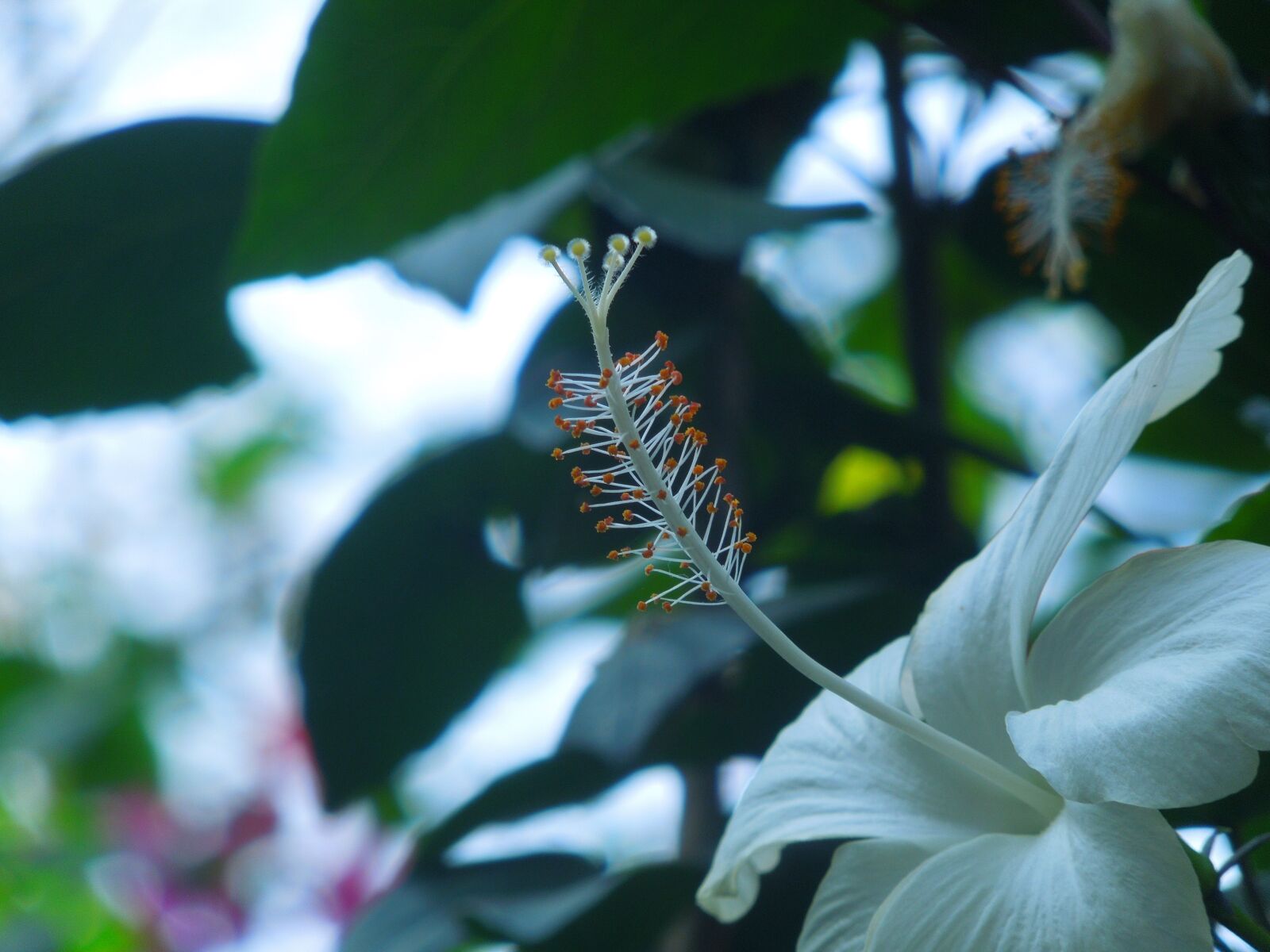 Nikon Coolpix S8200 sample photo. White, flower, bloom photography