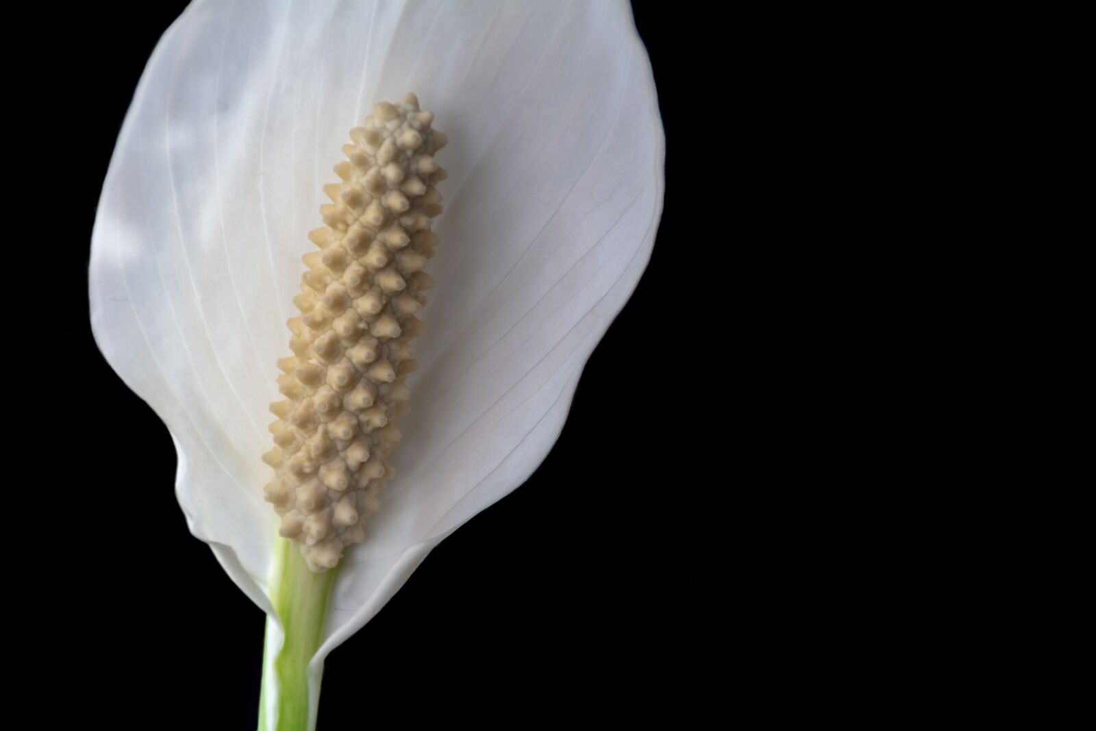 Canon EOS 100D (EOS Rebel SL1 / EOS Kiss X7) sample photo. Spathiphyllum, nature, plant photography