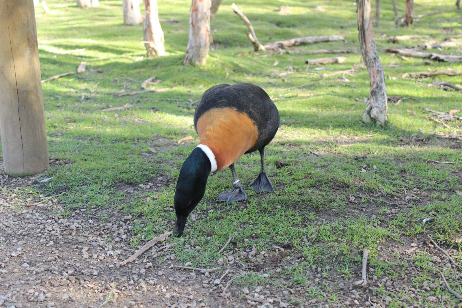 Canon EOS 600D (Rebel EOS T3i / EOS Kiss X5) sample photo. Duck, sanctuary, bird photography