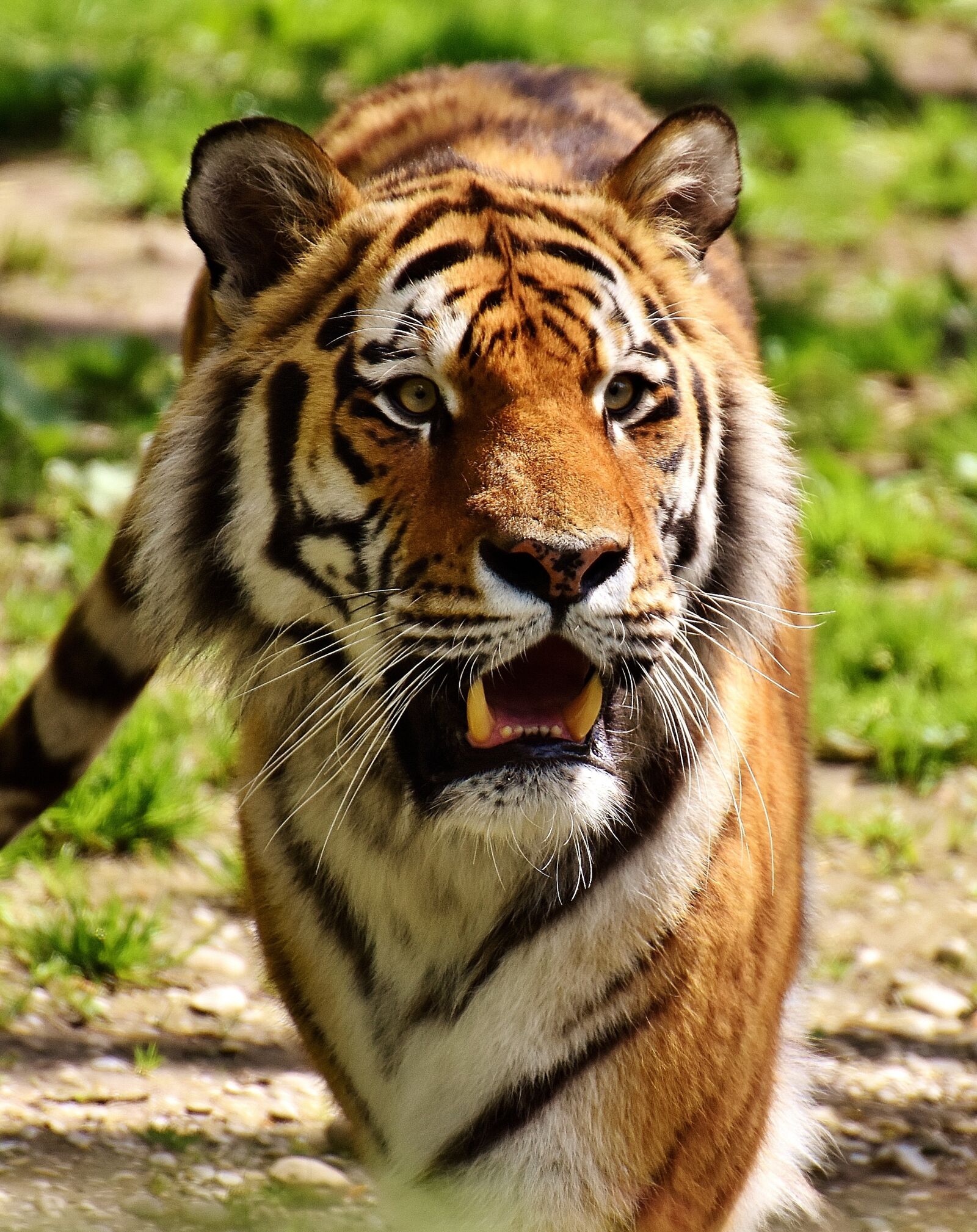 Nikon D7200 sample photo. Tiger, predator, fur photography