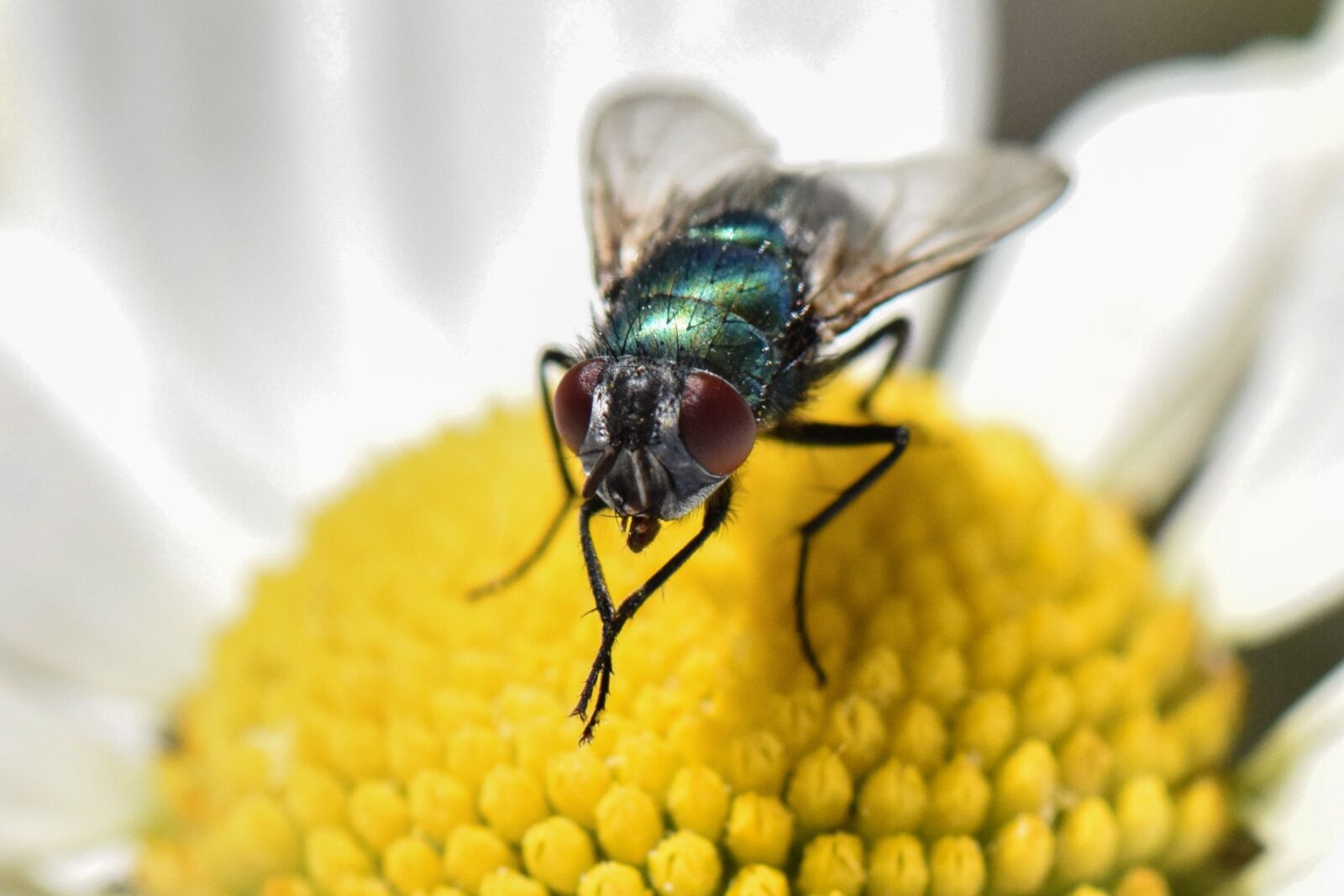Nikon D5300 sample photo. Fly, bug, animal photography