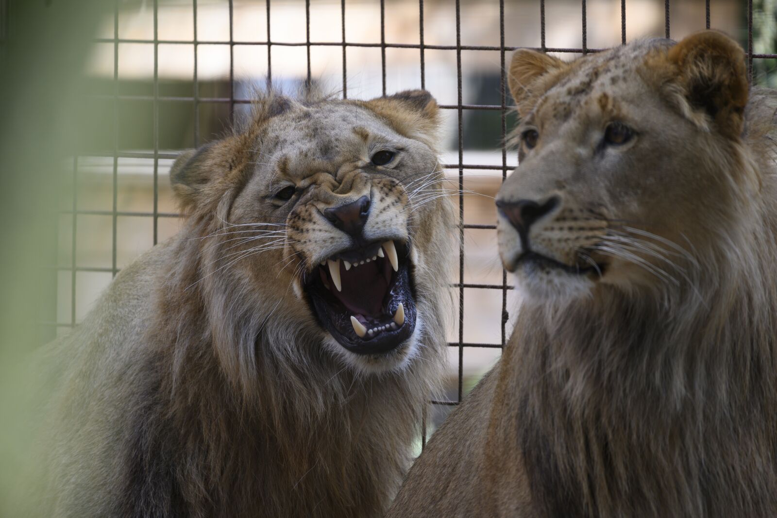 Nikon Z7 sample photo. Lion, felida big cats photography