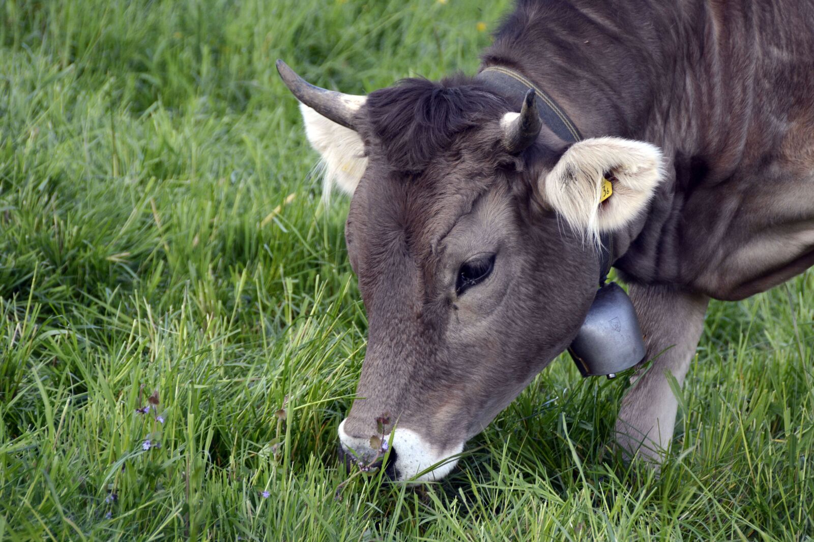 Nikon D7100 sample photo. Cow, cattle, mammal photography