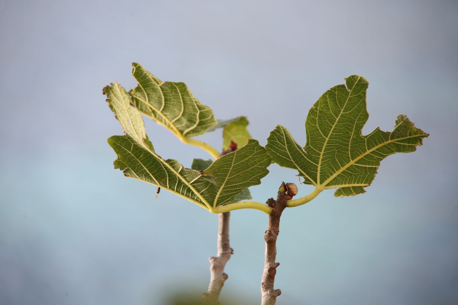 Canon EOS 5D Mark III sample photo. Fig tree, leaf, green photography