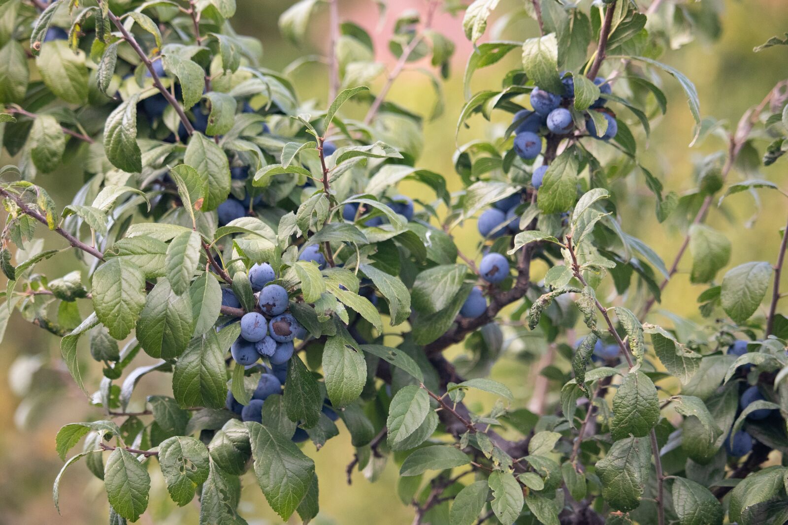 Canon EOS M100 sample photo. Sloe, fruit, healthy photography