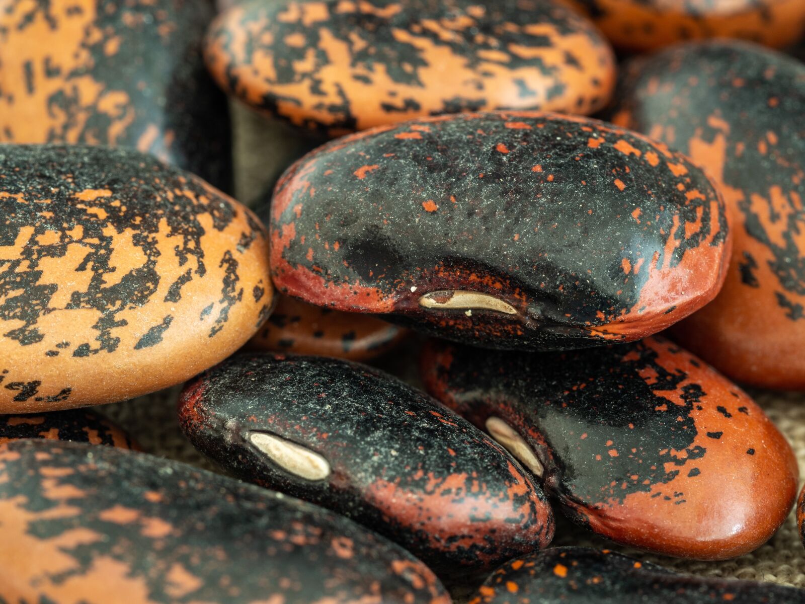 Olympus OM-D E-M10 III sample photo. Beans, food, black photography