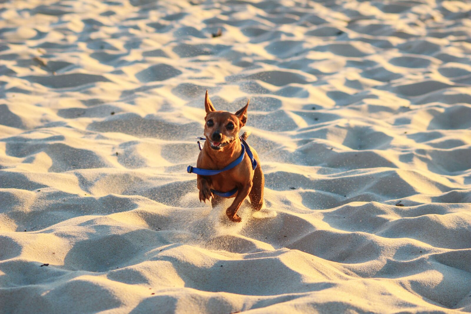 Canon EOS 100D (EOS Rebel SL1 / EOS Kiss X7) sample photo. Dog, race, beach photography